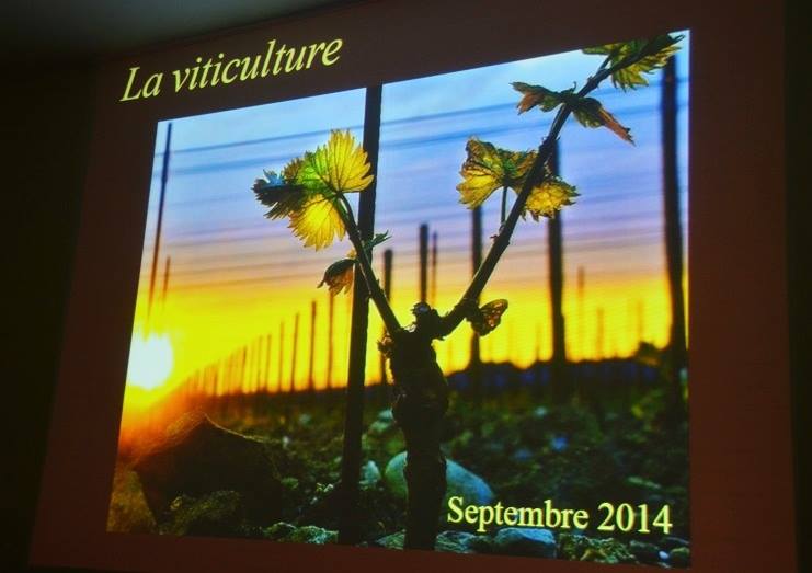 Présentation Visuelle - La Viticulture